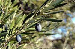 Madera de Acebuche