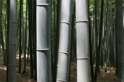 Madera de Bambú