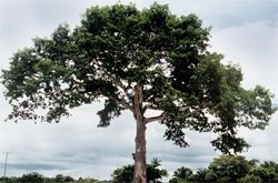 Madera de Ceiba