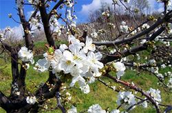 Madera de Cerezo