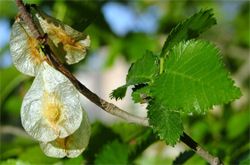 Madera de Olmo