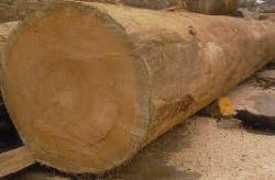 Madera de Poga