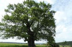 Madera de Roble