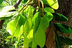 Madera de Sucupira